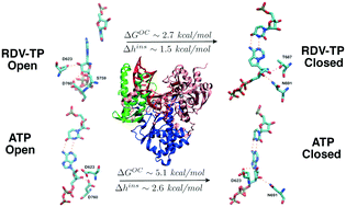 Graphical abstract: Probing remdesivir nucleotide analogue insertion to SARS-CoV-2 RNA dependent RNA polymerase in viral replication