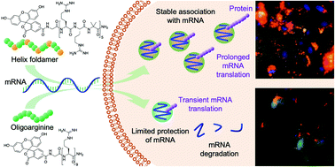 Graphical abstract: A helix foldamer oligopeptide improves intracellular stability and prolongs protein expression of the delivered mRNA