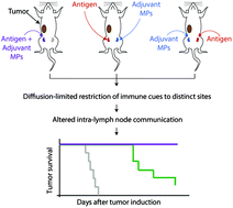 Graphical abstract: Spatial delivery of immune cues to lymph nodes to define therapeutic outcomes in cancer vaccination