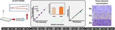 Graphical abstract: A systematic study of high resolution multielemental quantitative bioimaging of animal tissue using LA-ICP-TOFMS