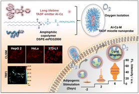 Graphical abstract: Lipid droplet formation and dynamics: tracking by time-resolved fluorescence imaging