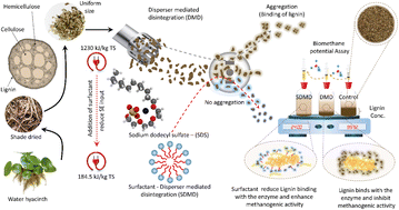 Graphical abstract: Effect of surfactant addition on disperser disintegration of water hyacinth: a new insight to overcome the inhibitory effects of lignin on methanogenesis and improve the energy and economic aspects