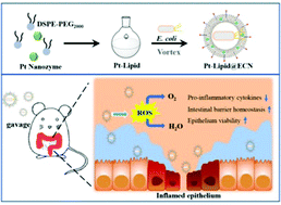 Graphical abstract: Oral nanozyme-engineered probiotics for the treatment of ulcerative colitis