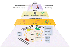 Graphical abstract: Recent progress in quantitative technologies for the analysis of cancer-related exosome proteins