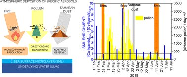 Graphical abstract: How do certain atmospheric aerosols affect Cu-binding organic ligands in the oligotrophic coastal sea surface microlayer?