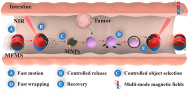 Graphical abstract: A magnetic field-driven multi-functional “medical ship” for intestinal tissue collection in vivo