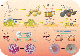 Graphical abstract: Nanozyme-based guanidinium peptides mediate surface reactive oxygen species for multidrug resistant bacterial infection management