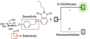 Graphical abstract: Isoindoline-based fluorogenic probes bearing a self-immolative linker for the sensitive and selective detection of O-GlcNAcase activity