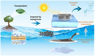 Graphical abstract: Amphiphilic engineering of MoS2–g–C3N4 nanocomposites into a mangrove-inspired cascade system for sustainable drinking water production