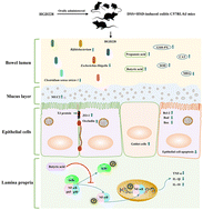Graphical abstract: Alleviation effects of Lactobacillus plantarum in colitis aggravated by a high-salt diet depend on intestinal barrier protection, NF-κB pathway regulation, and oxidative stress improvement