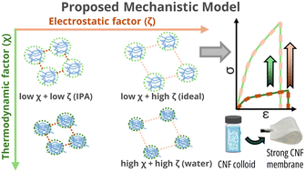 Graphical abstract: Insights into controlling bacterial cellulose nanofiber film properties through balancing thermodynamic interactions and colloidal dynamics