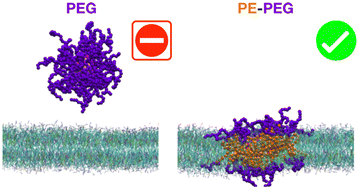 Graphical abstract: The effect of polymer coating on nanoparticles’ interaction with lipid membranes studied by coarse-grained molecular dynamics simulations