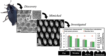 Graphical abstract: Friction-reduction effect of the hierarchical surface microstructure of carrion beetle by controlling the real contact area
