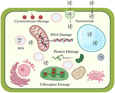 Graphical abstract: The impact of nanomaterials on plant health: a review of exposure, toxicity, and control