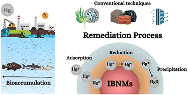 Graphical abstract: Advances in iron-based nanomaterials for mercury removal from water: trends and mechanisms
