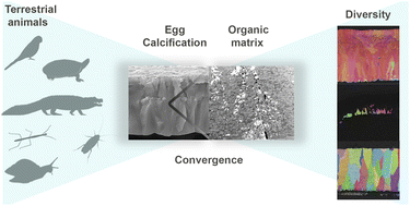 Graphical abstract: Convergence in biomineralization patterns across animal eggshells