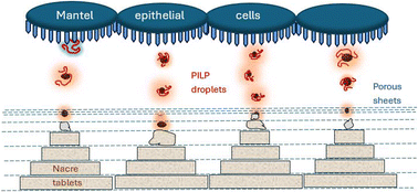 Graphical abstract: Spiers Memorial Lecture: A retrospective view on the non-classical features revealed by advanced imaging of biominerals