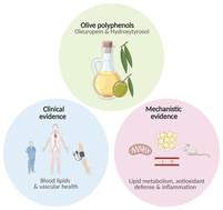 Graphical abstract: Effects of olive leaf polyphenols on blood lipid profiles and cardiovascular risk markers in healthy and at-risk populations: a narrative review