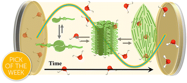 Graphical abstract: Impact of vibrational strong coupling on liquid–liquid phase separation in supramolecular polymers