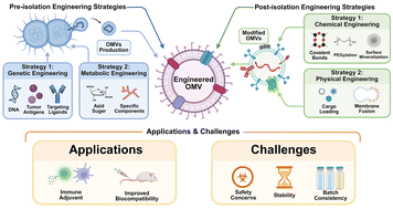 Graphical abstract: Engineering strategies of bacterial outer membrane vesicles for enhancing tumor immunotherapy