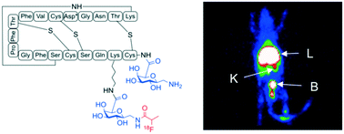 Graphical abstract: Radiosynthesis and preliminary in vivo evaluation of 18F-labelled glycosylated duramycin peptides for imaging of phosphatidylethanolamine during apoptosis