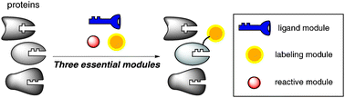 Graphical abstract: Convenient modular method for affinity labeling (MoAL method) based on a catalytic amidation