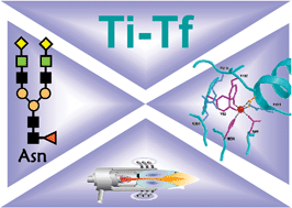 Graphical abstract: Titanium preferential binding sites in human serum transferrin at physiological concentrations