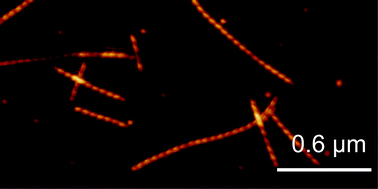 Graphical abstract: Assembly of glucagon (proto)fibrils by longitudinal addition of oligomers