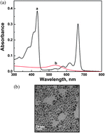 Graphical abstract: Enhanced photostability of chlorophyll-a using gold nanoparticles as an efficient photoprotector