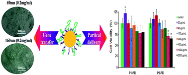 Graphical abstract: Polyethyleneimine functionalized polymer microsphere: a novel delivery vector for cells