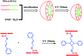 Graphical abstract: Photo-cross-linked mPEG-poly(γ-cinnamyl-l-glutamate) micelles as stable drug carriers