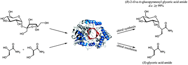 Graphical abstract: Chiral resolution through stereoselective transglycosylation by sucrose phosphorylase: application to the synthesis of a new biomimetic compatible solute, (R)-2-O-α-d-glucopyranosyl glyceric acid amide