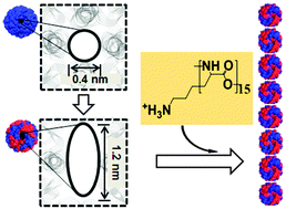 Graphical abstract: Self-assembly of ferritin nanocages into linear chains induced by poly(α, l-lysine)