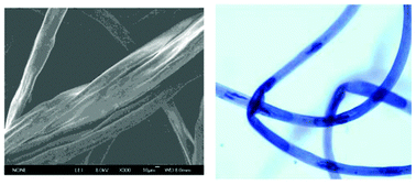 Graphical abstract: Peanut protein–polyvinyl alcohol composite fibers extruded from an ionic liquid