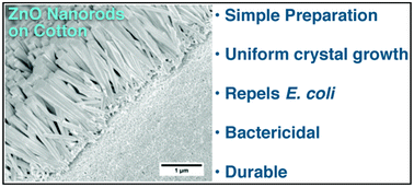 Graphical abstract: Investigation of cotton functionalized with ZnO nanorods and its interaction with E. coli