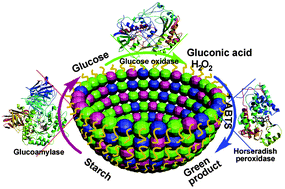 Graphical abstract: Membrane-mediated cascade reactions by enzyme–polymer proteinosomes