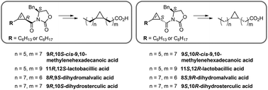 Graphical abstract: Total syntheses of cis-cyclopropane fatty acids: dihydromalvalic acid, dihydrosterculic acid, lactobacillic acid, and 9,10-methylenehexadecanoic acid