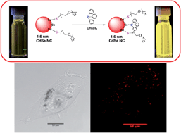 Graphical abstract: Enhancing the physicochemical and photophysical properties of small (<2.0 nm) CdSe nanoclusters for intracellular imaging applications