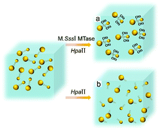 Graphical abstract: Evaluation of DNA methyltransferase activity and inhibition via chiroplasmonic assemblies of gold nanoparticles