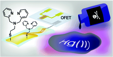 Graphical abstract: A mercury(ii) ion sensor device based on an organic field effect transistor with an extended-gate modified by dipicolylamine