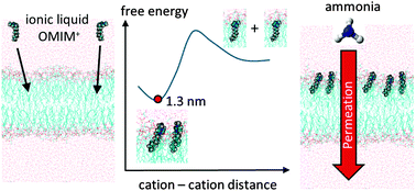 Graphical abstract: How the spontaneous insertion of amphiphilic imidazolium-based cations changes biological membranes: a molecular simulation study