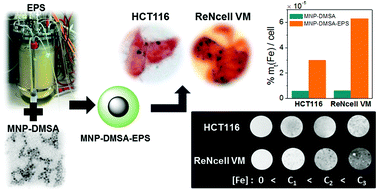 Graphical abstract: A value-added exopolysaccharide as a coating agent for MRI nanoprobes