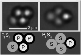 Graphical abstract: Segregation of “isotope” particles within colloidal molecules