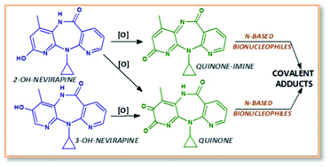 Graphical abstract: Quinoid derivatives of the nevirapine metabolites 2-hydroxy- and 3-hydroxy-nevirapine: activation pathway to amino acid adducts