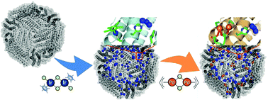 Graphical abstract: Immobilization of two organometallic complexes into a single cage to construct protein-based microcompartments