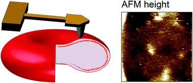 Graphical abstract: Nanoscale membrane architecture of healthy and pathological red blood cells