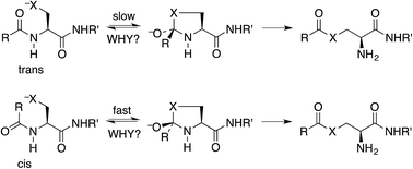 Graphical abstract: Approach control. Stereoelectronic origin of geometric constraints on N-to-S and N-to-O acyl shifts in peptides