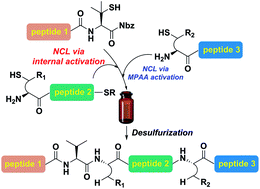 Graphical abstract: Traceless β-mercaptan-assisted activation of valinyl benzimidazolinones in peptide ligations