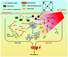 Graphical abstract: A smart copper-phthalocyanine framework nanoparticle for enhancing photodynamic therapy in hypoxic conditions by weakening cells through ATP depletion