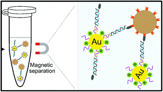 Graphical abstract: Rapid and specific duplex detection of methicillin-resistant Staphylococcus aureus genes by surface-enhanced Raman spectroscopy